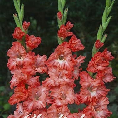 Gladiolus Ted's Frizzle 10-pakning